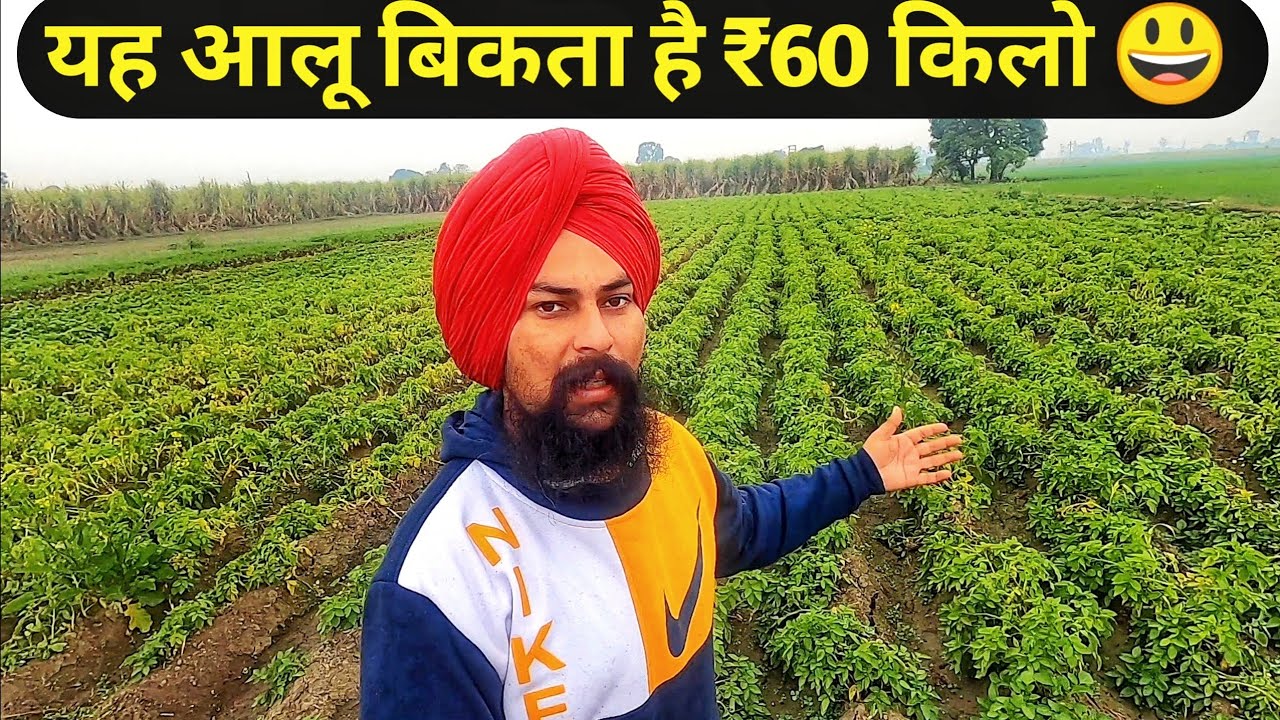 आलू की 100% प्राकृतिक खेती| Organic POTATO FARMING IN INDIA 2020