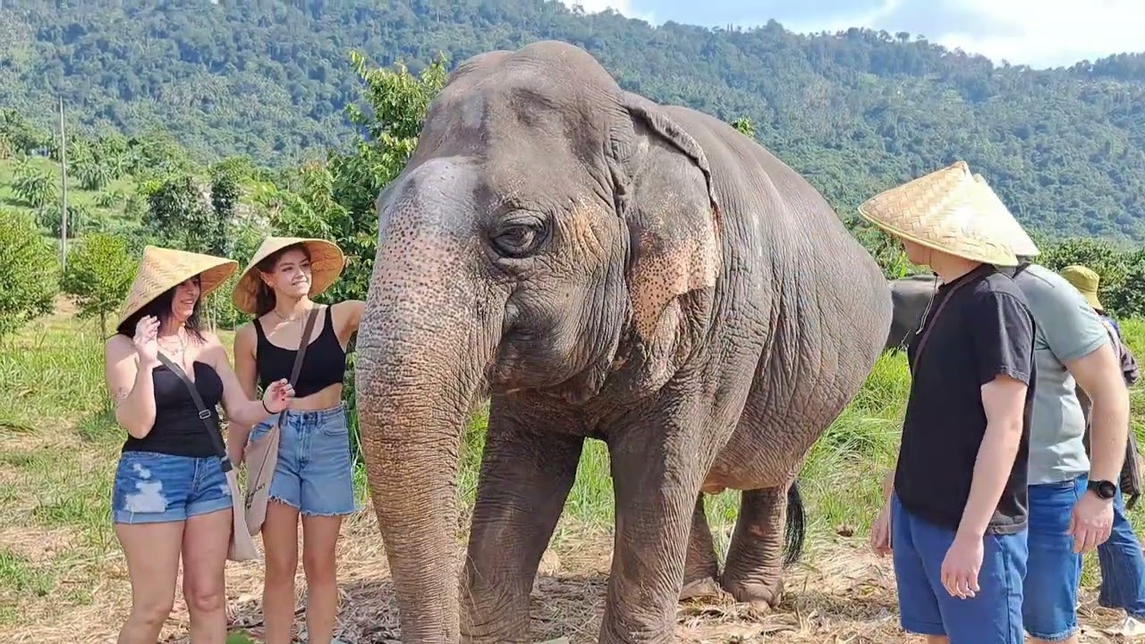 Christmas Eve Trip to Elephant Sanctuary in Ko Samui, Thailand