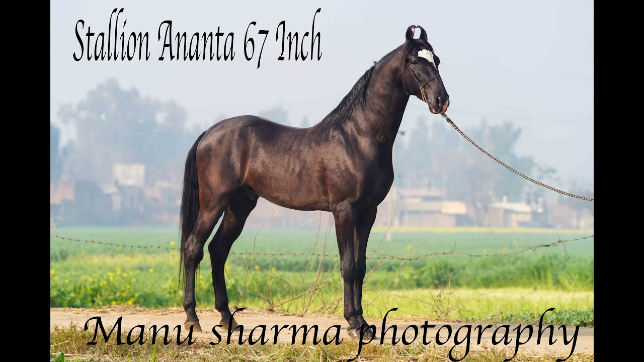 Tall Marwari horse Stallion Ananta 67 inch of alishaan blood line