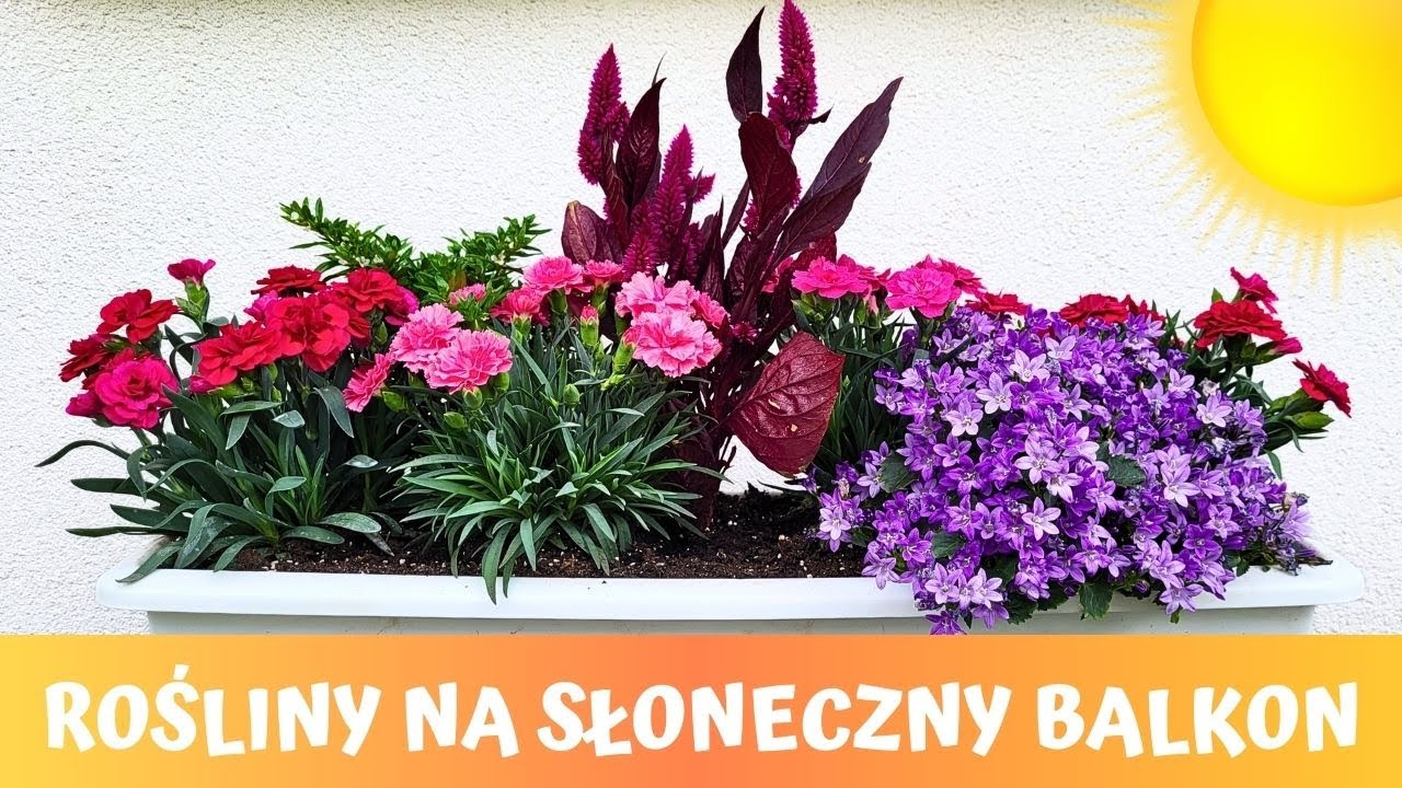 Które rośliny/kwiaty sprawdzą się na słoneczny balkon i taras? 🌸🌞🌸Balkonowe kompozycje kwiatowe :)