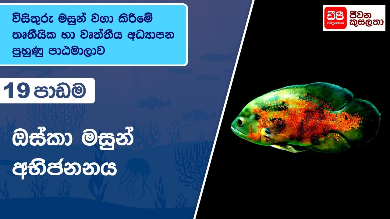 ඔස්කා මසුන් අභිජනනය