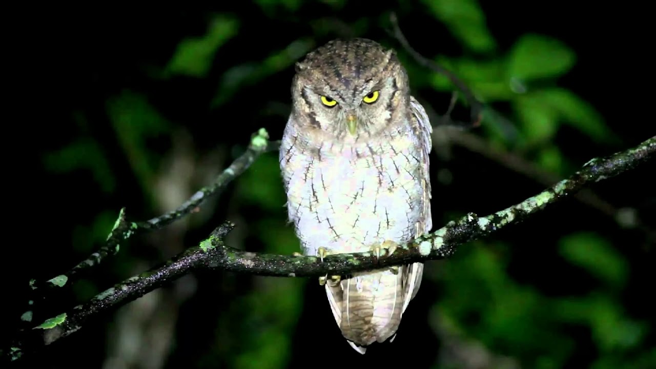 Canto da corujinha-do-mato