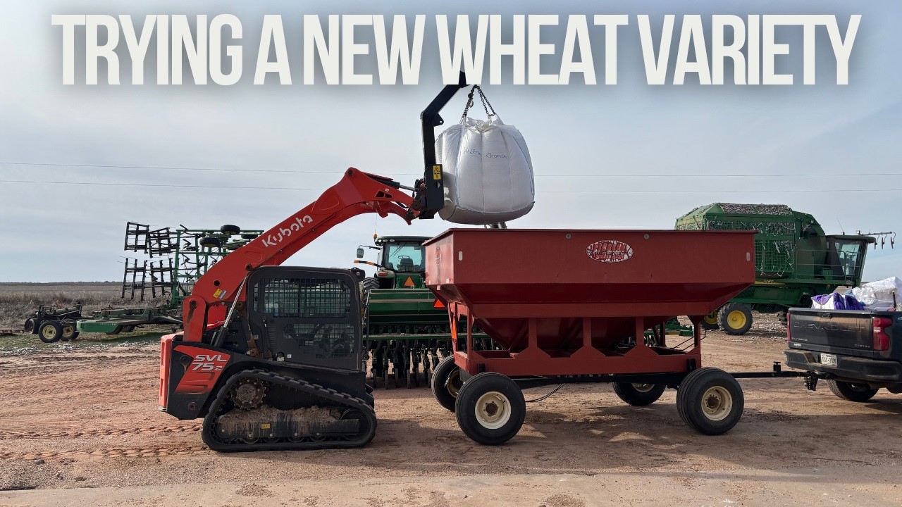 Switching Up My Wheat Variety - Certified TAM 116