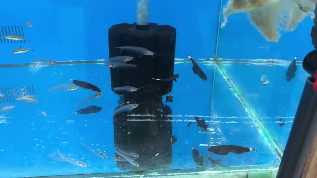 Haycan Petshop Gezi & Balık İncelemesi | Akvaryum Alışverişi Rehberi