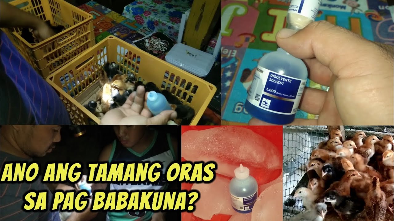 Ano ang tamang oras at paano mag bakuna ng mga manok?