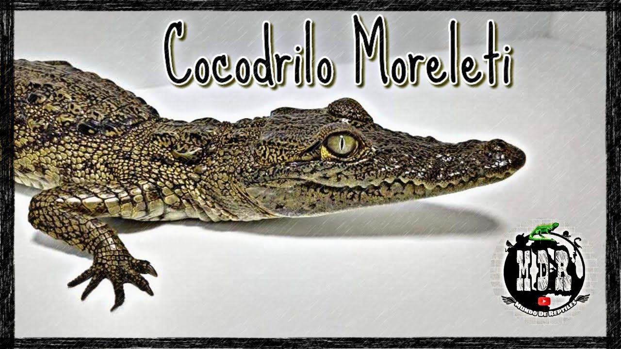 Cuidados Básicos Del Cocodrilo Moreleti | Mundo De Reptiles