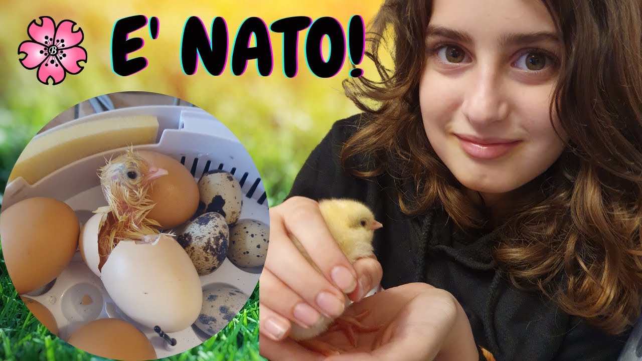 Приходите в НАТО иль nostro PULCINO allevato in casa !! * Emozionante *