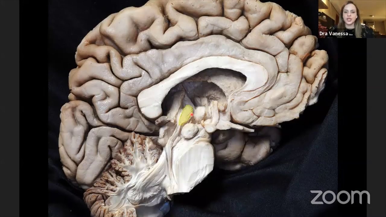 Microsurgical Anatomy of the Central Core- Vanessa Holanda