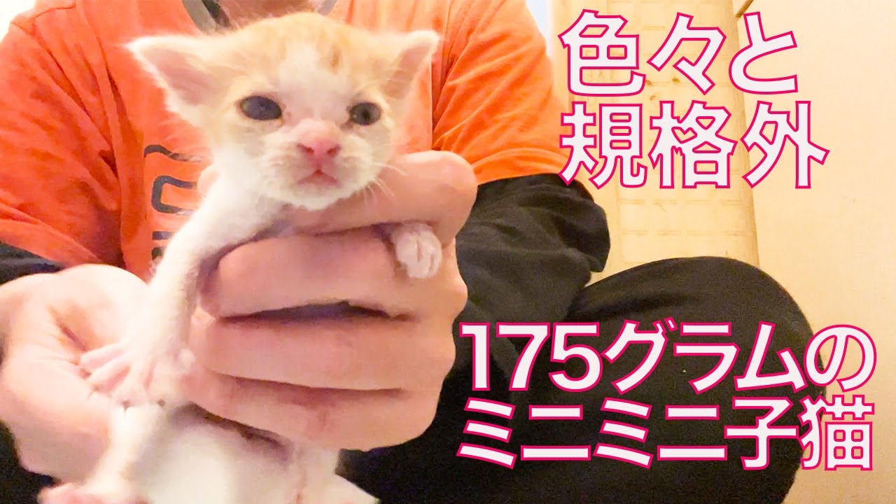175グラムの超ミニミニ幼猫、規格外の虚無　Too-small kitty's funny move