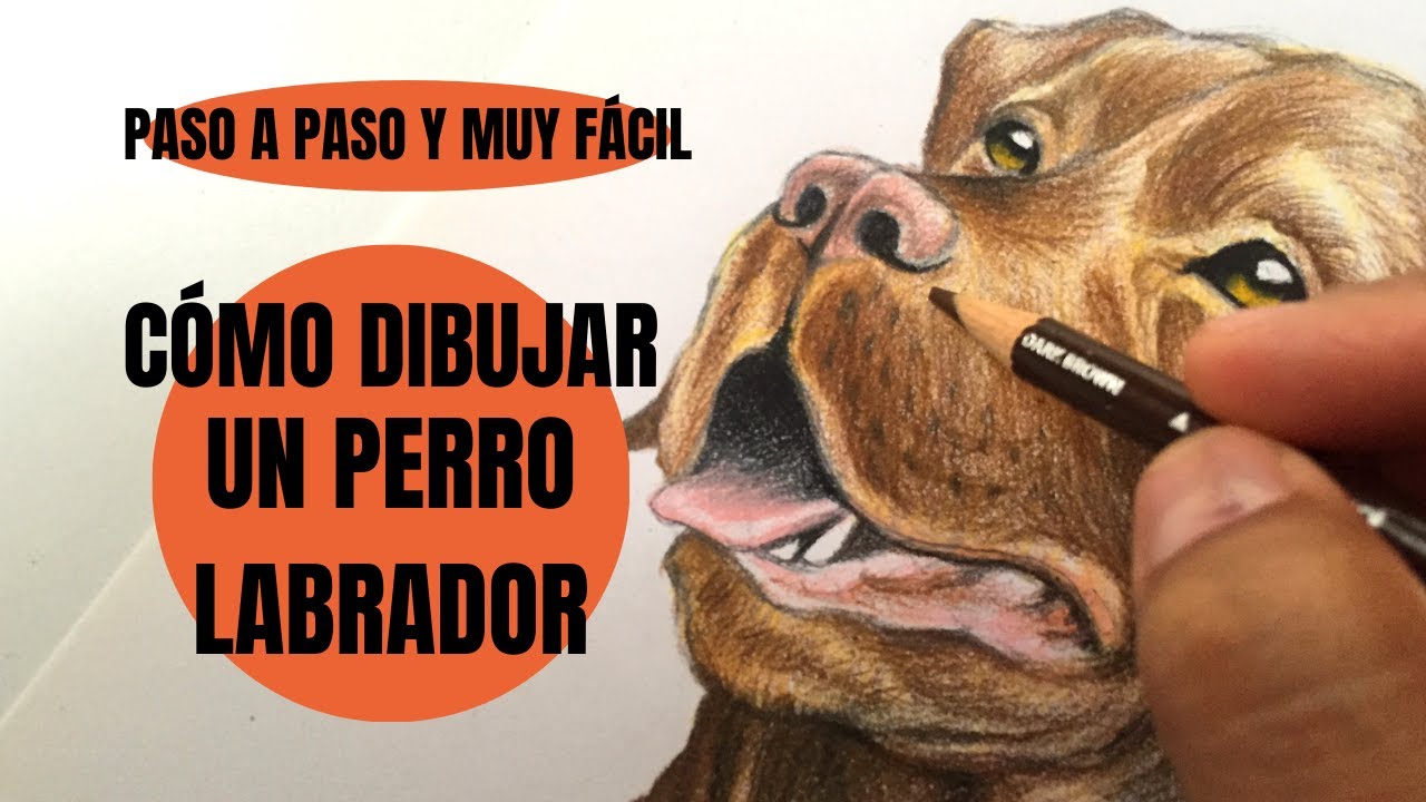 Cómo Dibujar Un Perro Labrador Chocolate Realista Paso a Paso muy fácil