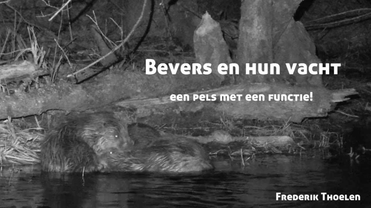 Wild Things - Bevers en hun vacht