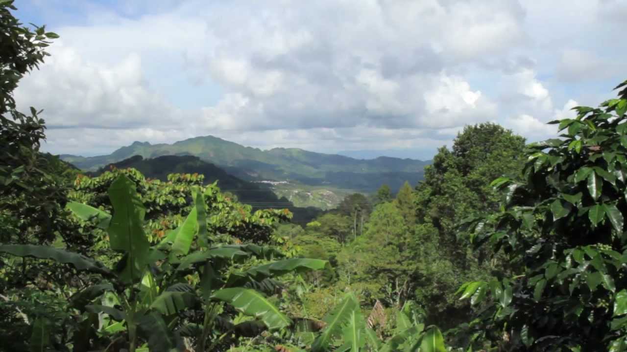 Coffee Partnership Environmental Pillar