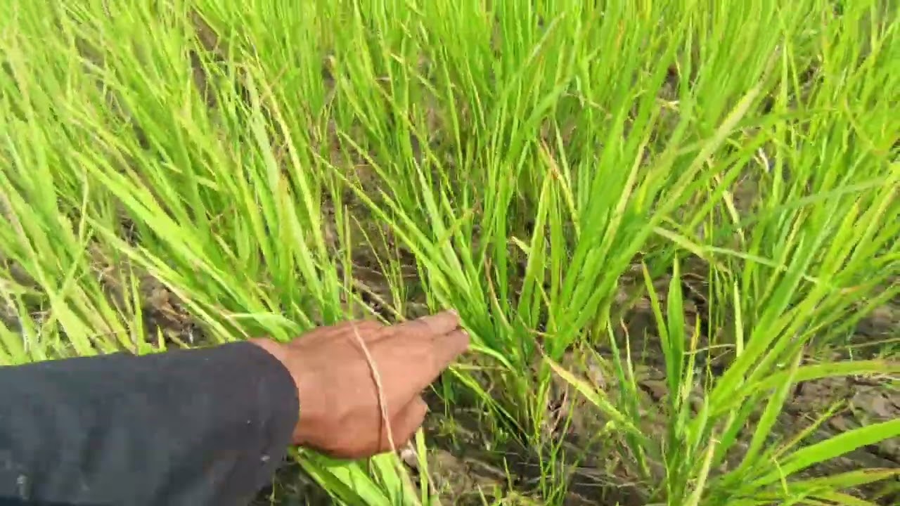 আমাদের বোরো ক্ষেতের জমিতে আল্লাহর রহমতের বৃষ্টি না পড়লে সব শেষ।। @VillageAgro25 