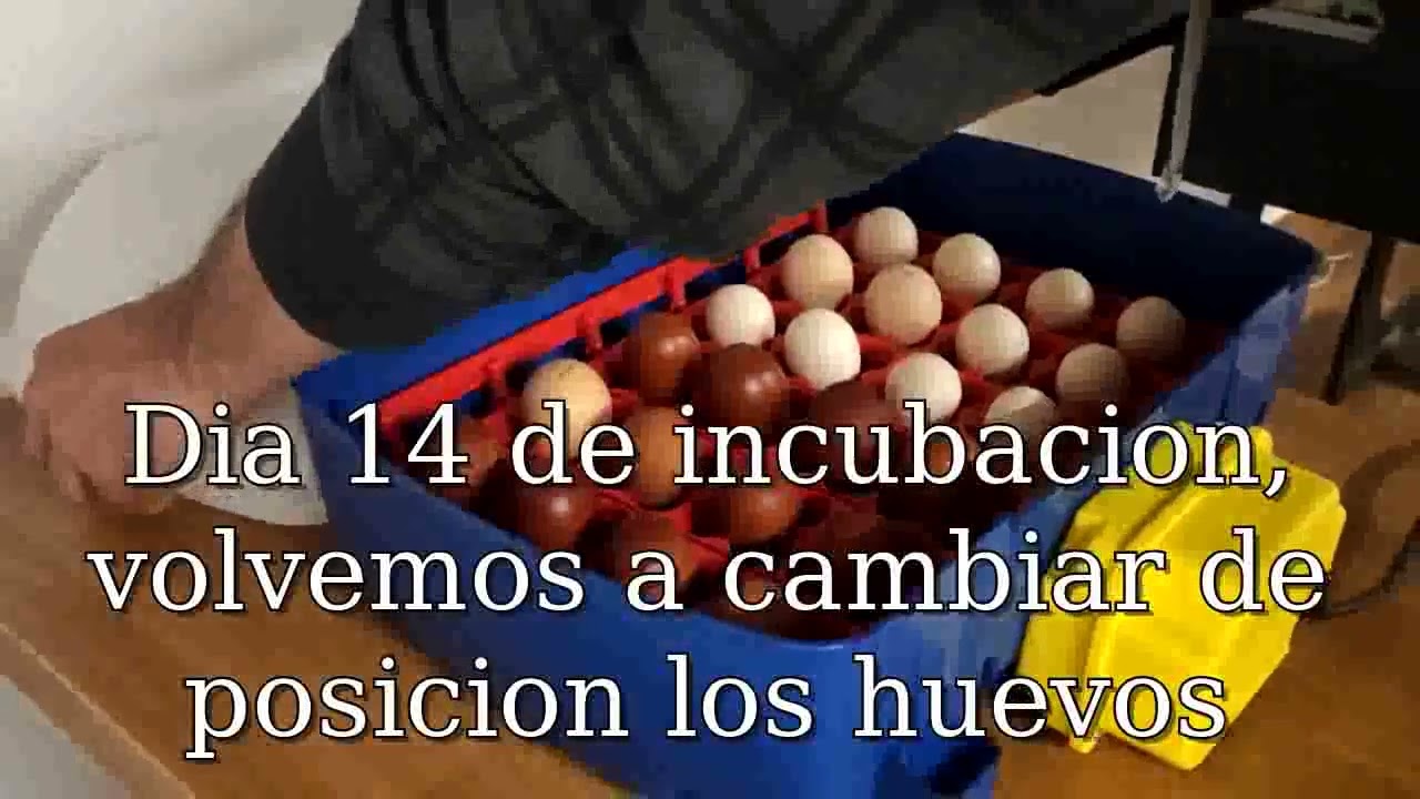 Incubadora Borotto Real 24