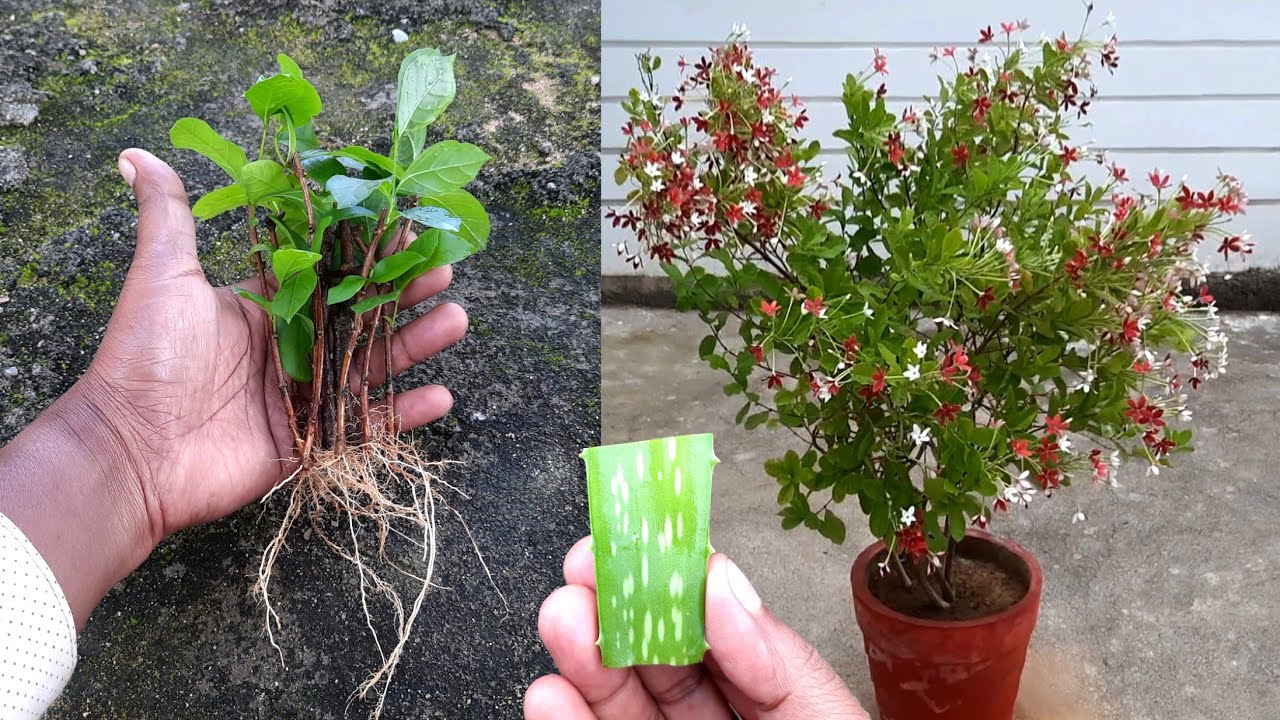 This Way To Grow Rangoon Creeper Cuttings With Aloe Vera Will Never Fail Growing 100%