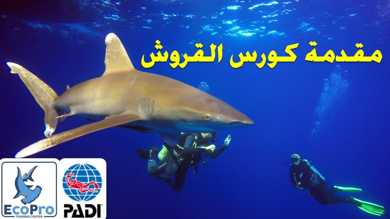 Introduction to PADI AWARE Shark Conservation