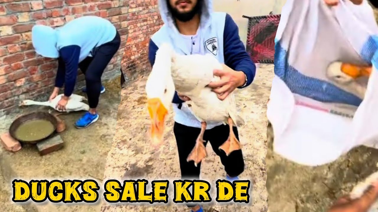 Long Neck Ducks Market Mein Bech Diye ||New Animals Coming Soon