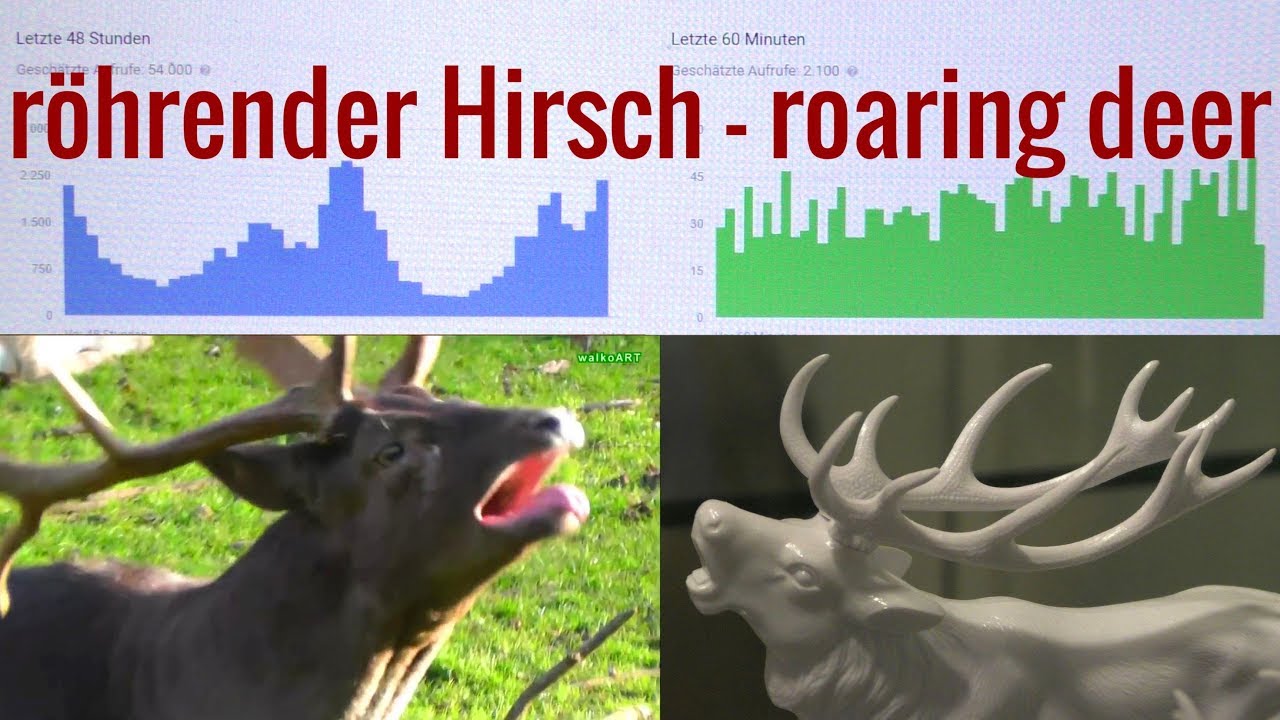 Warum ein r&ouml;hrender Hirsch mein bestes Video ist ? Why a roaring deer is my most viewed video