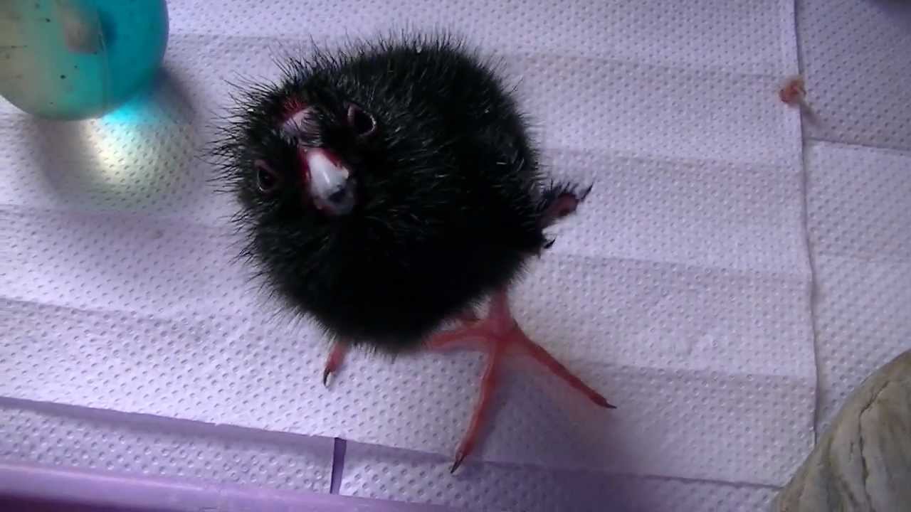 patootie the pukeko (3 days old)