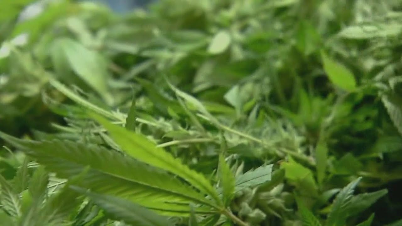 New Mexico now offers digital medical cannabis cards