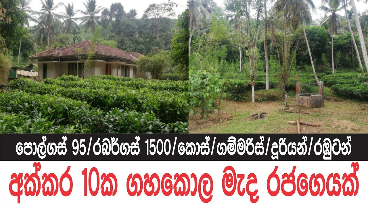 පොල්ගස් 95යි රබර්ගස් 1500යි ගෙදරයි 🇱🇰 |Low Budget Land Sale in Sri Lanka|@Ape Sudu Malli -සුදු මල්ලි