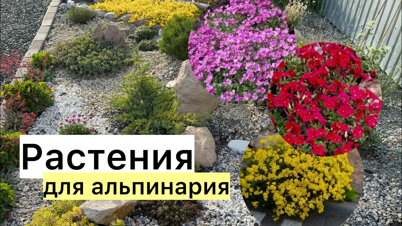 МНОГОЛЕТНИКИ, посев! Арабис, обриетта, алиссум скальный! Всходы, пикировка!