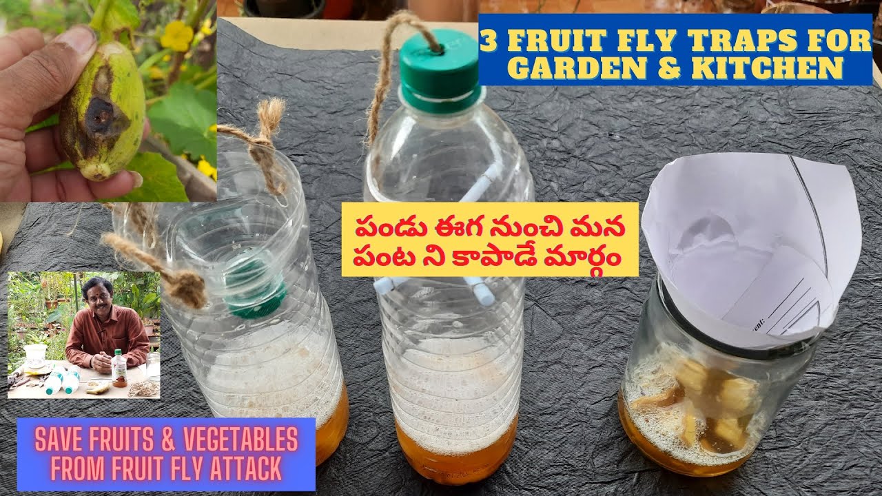 DIY fruit fly traps for garden and kitchen | పండు ఈగ ని ఇలా పట్టేద్దాం