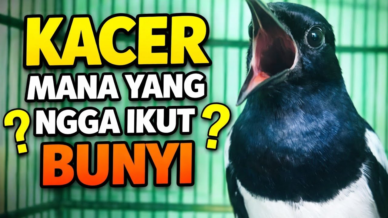 Terapi Kacer malam hari tersukses jamin ikutan bunyi