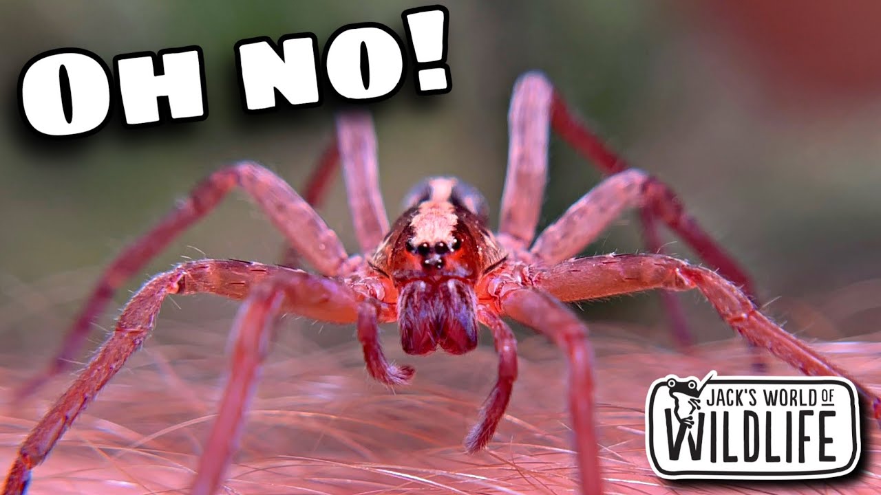 WANDERING Spiders IN FLORIDA??? Is This BAD NEWS???