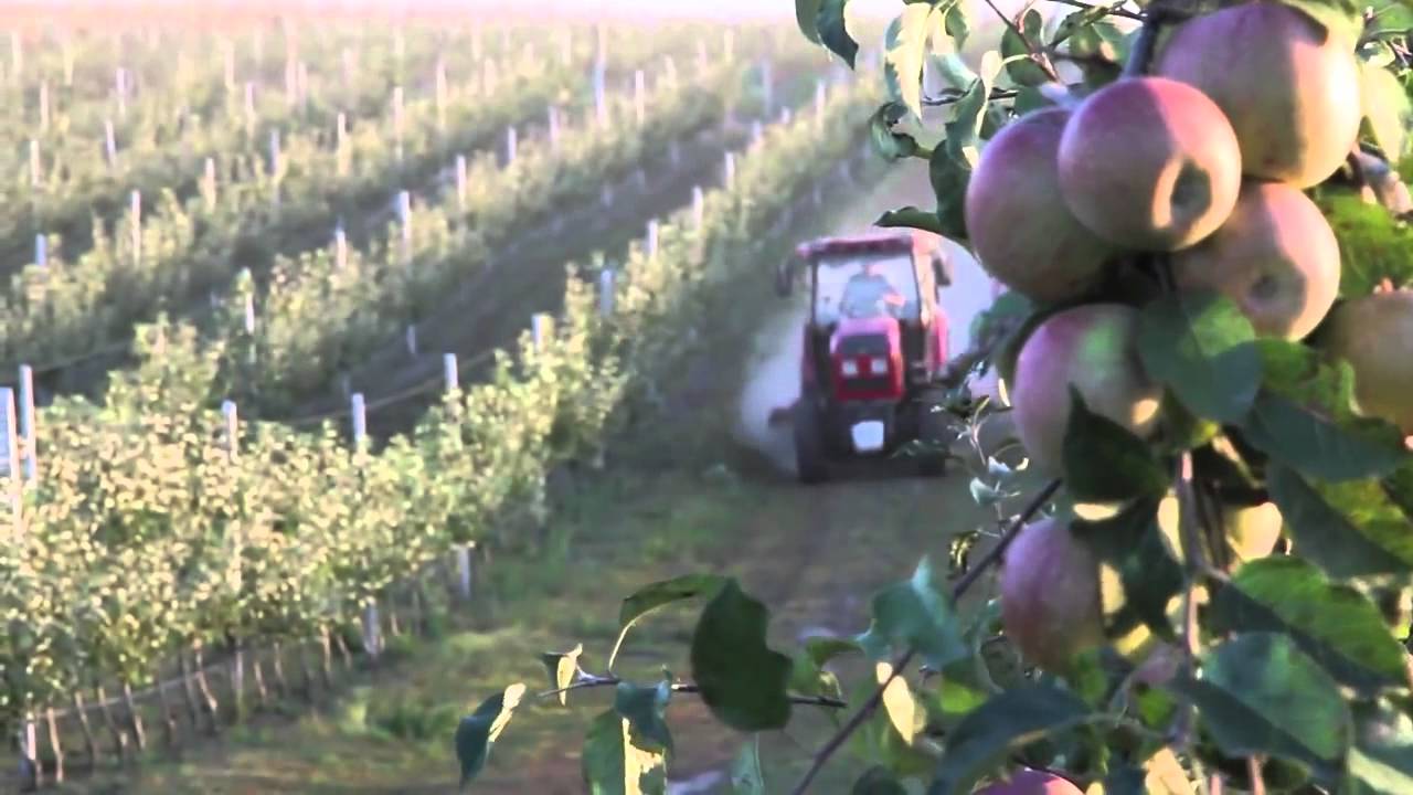 Історія успіху  ТзОВ 'Бучачагрохлібпром'  Петро Іванович Гадз