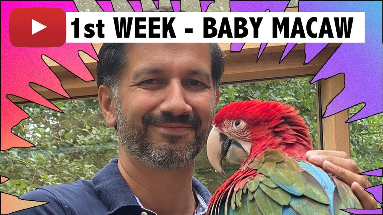 1 Week living with a Macaw | Baby Green Wing Macaw