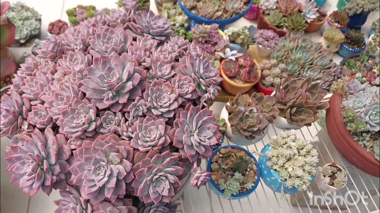 As suculentas que eu cultivo com mais sol, menos sol e sombra 