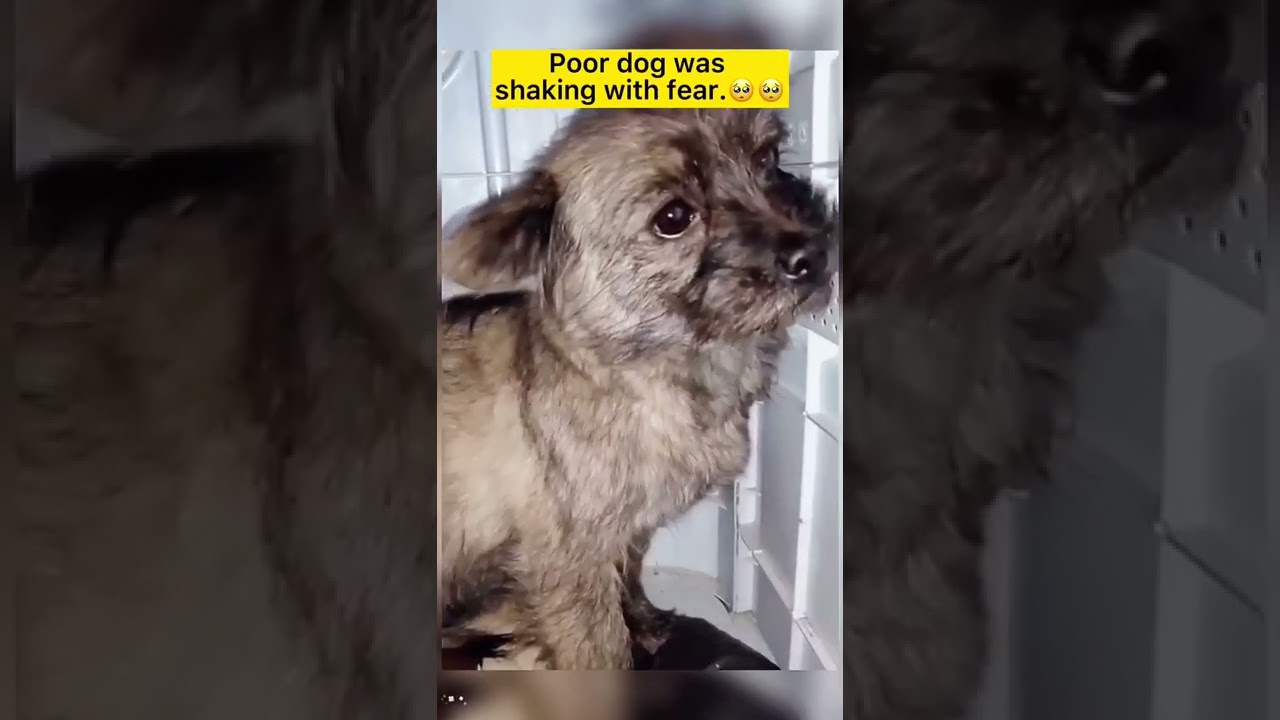 Poor dog was shaking with fear. 🥺🥺