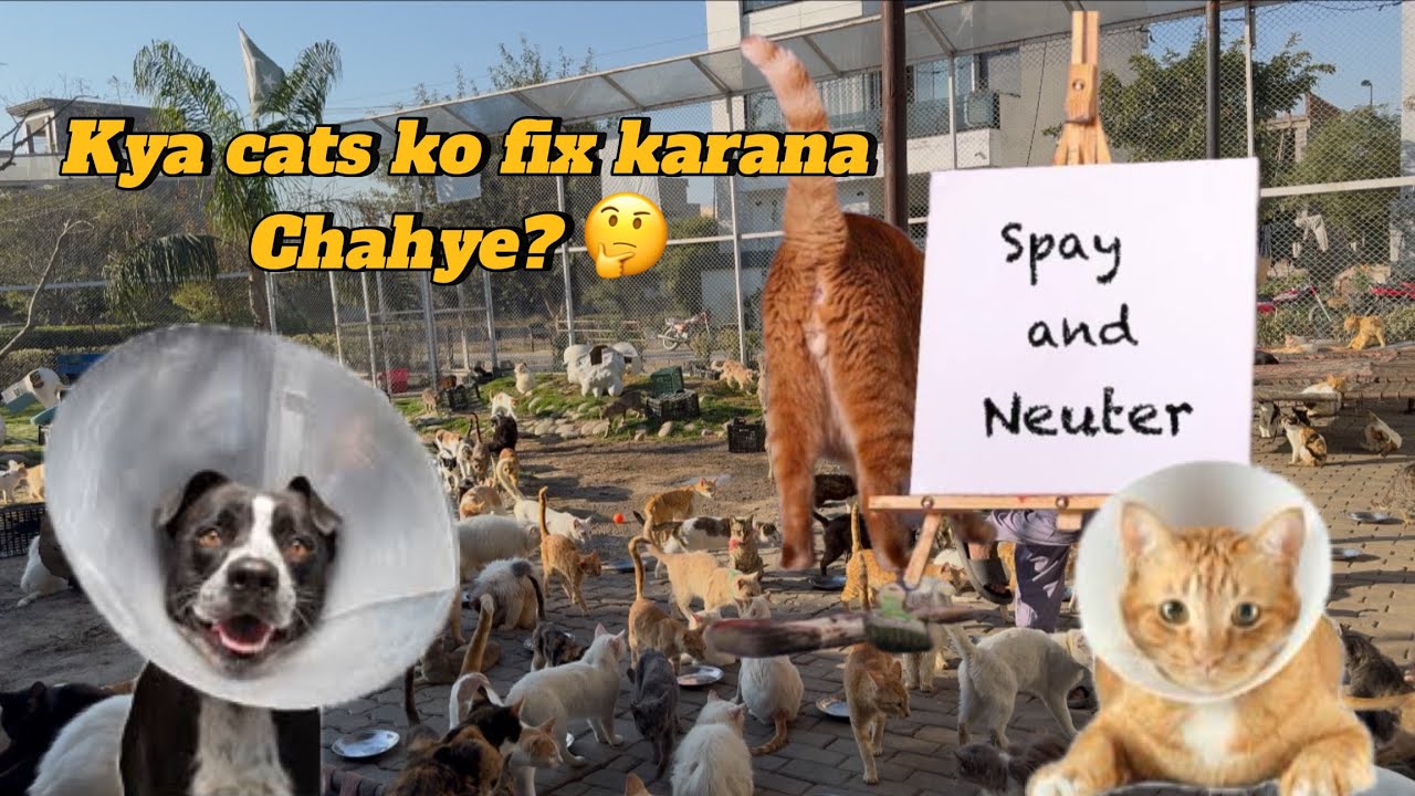 Complete details about Spay/Neuter! The Crazy Cats 🐈‍⬛