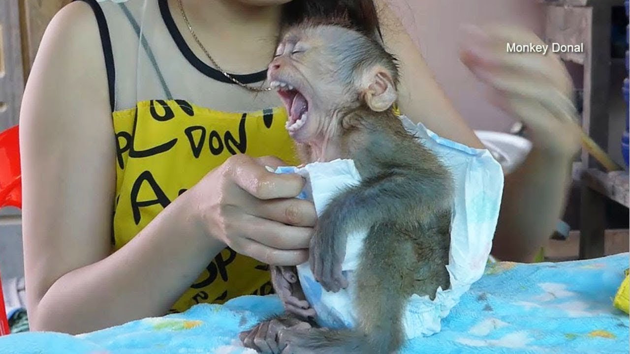Monkey Baby Donal Cry Not Want Ware Diaper After Bath