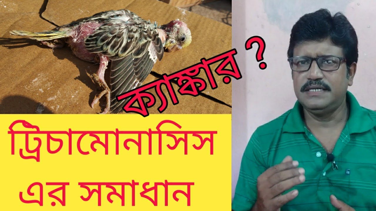 ককাটিয়েল ও বাজিগর পাখির বাচ্চার ক্যাঙ্কার রোগে মৃত্যুর সমাধান || Canker treatment for birds ||