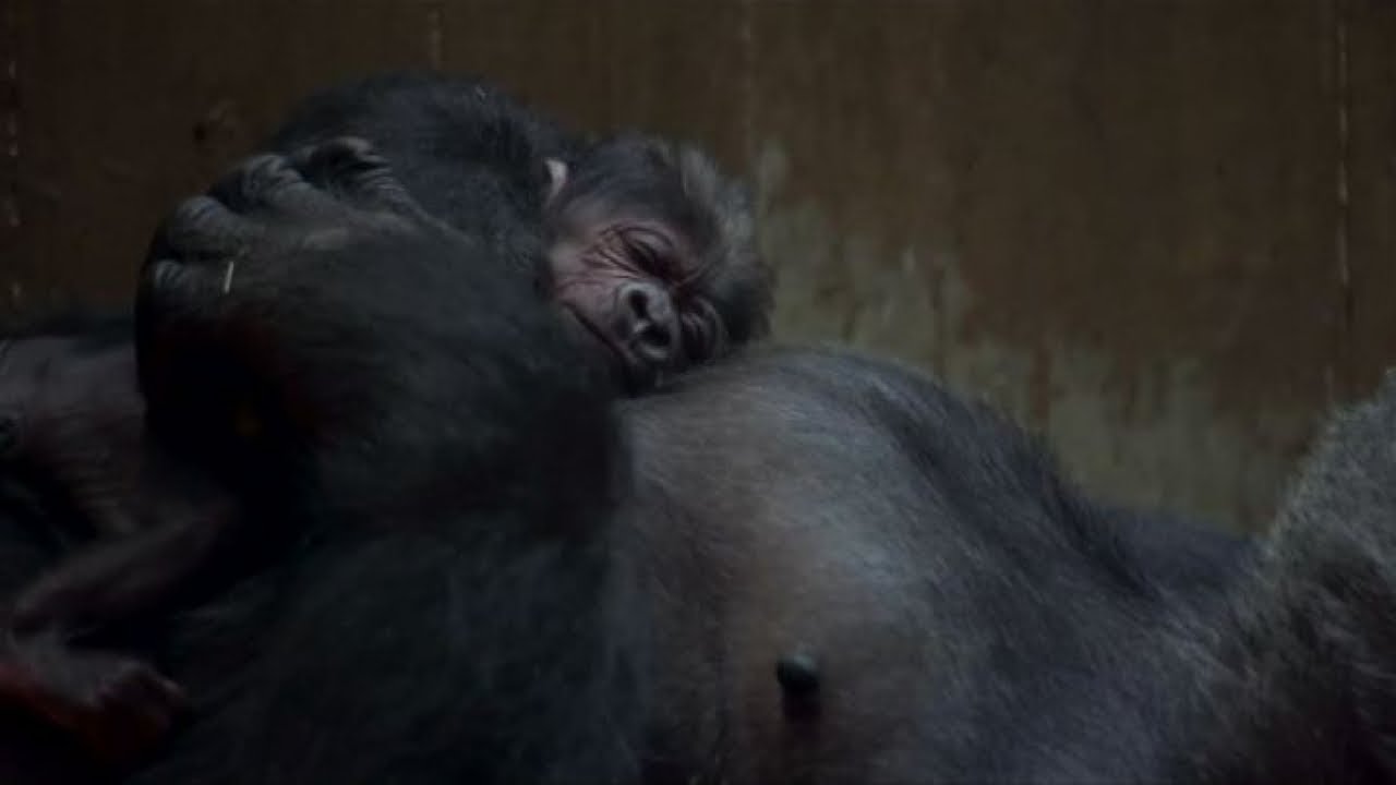 Strabiliante parto di una gorilla al Washington National Zoo