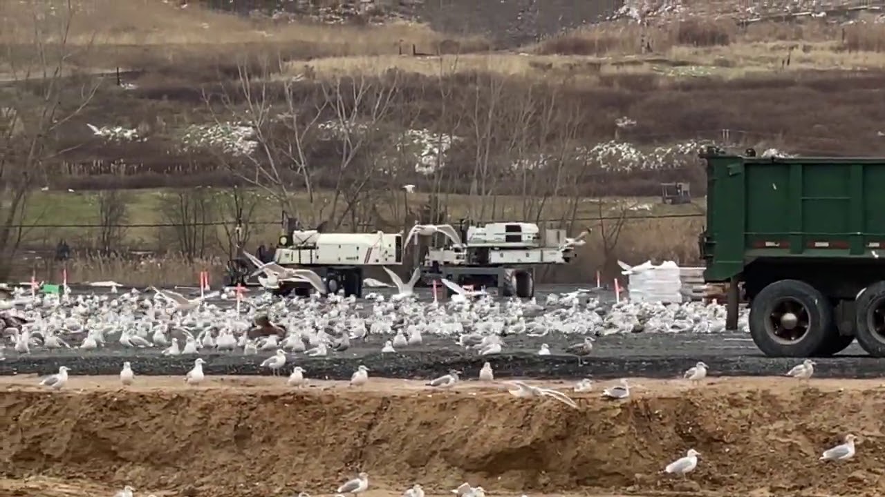 Seagull Control Mega Blaster Pro Unit
