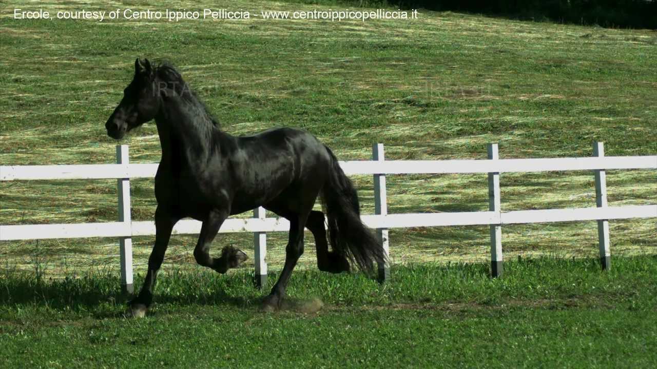 Slow motion horse running