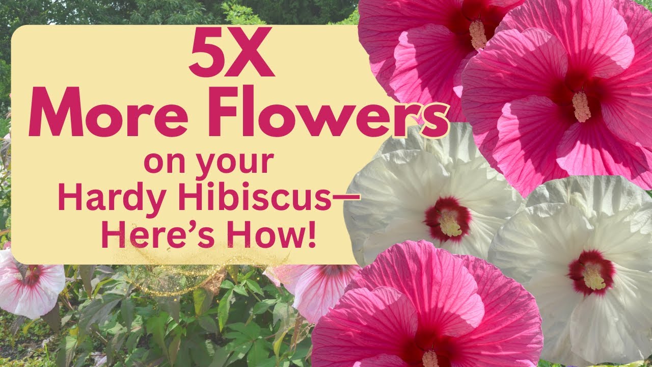 🌺 Want 5X More Flowers on Your Hardy Hibiscus This Season? Here's EXACTLY What to Do! 🌺