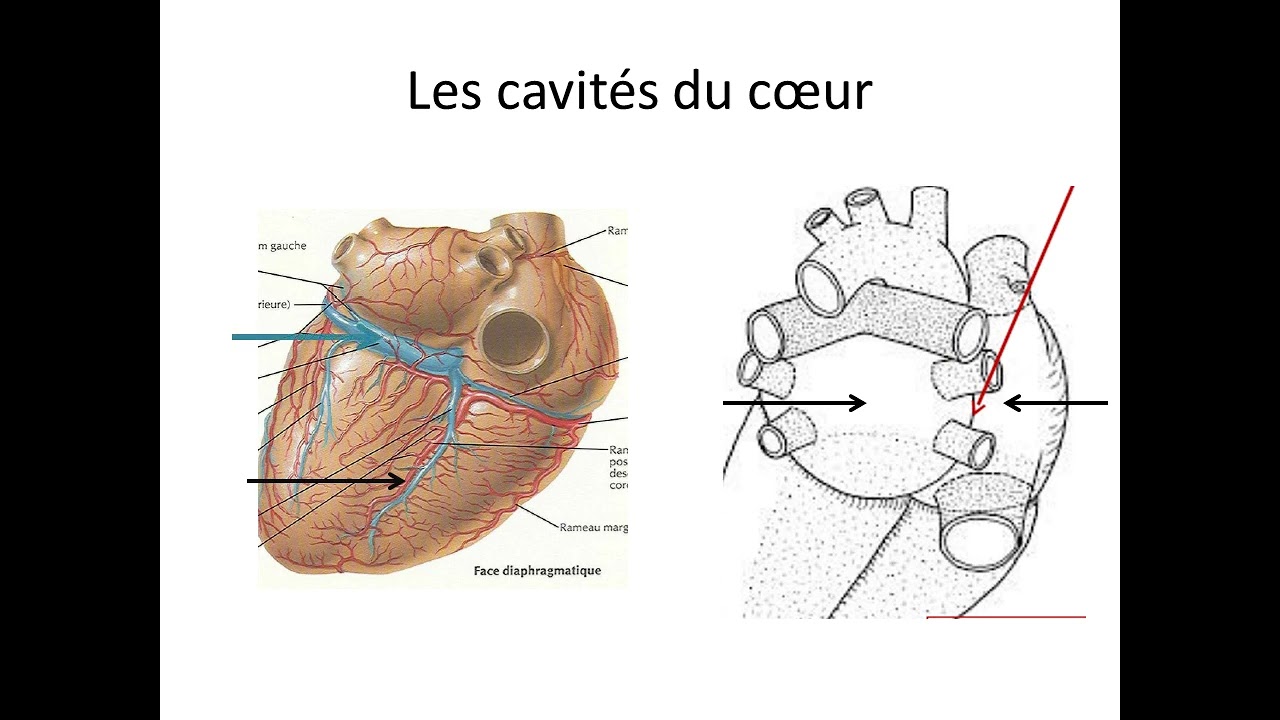 la configuration intérieure et extérieure du cœur que l'essentiel/ résumé des cours