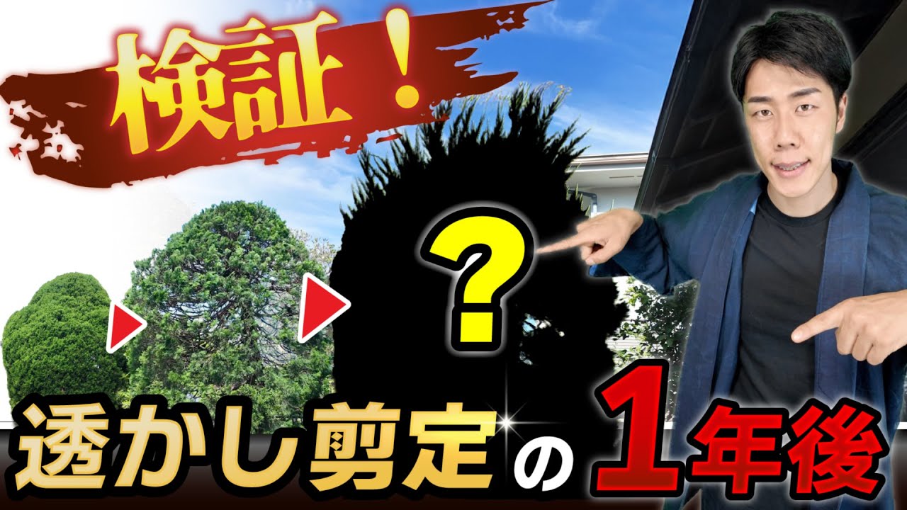 【庭木の剪定】透かし剪定から1年後…カイヅカイブキはどう変化した？透かした意味はあったのか？