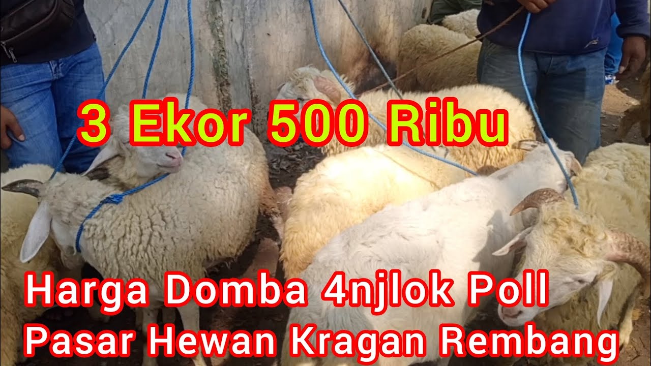 3 Ekor 500 Ribu Harga Domba 4njlok Poll ‼️ Pasar Hewan Kragan Rembang Jawa Tengah 
