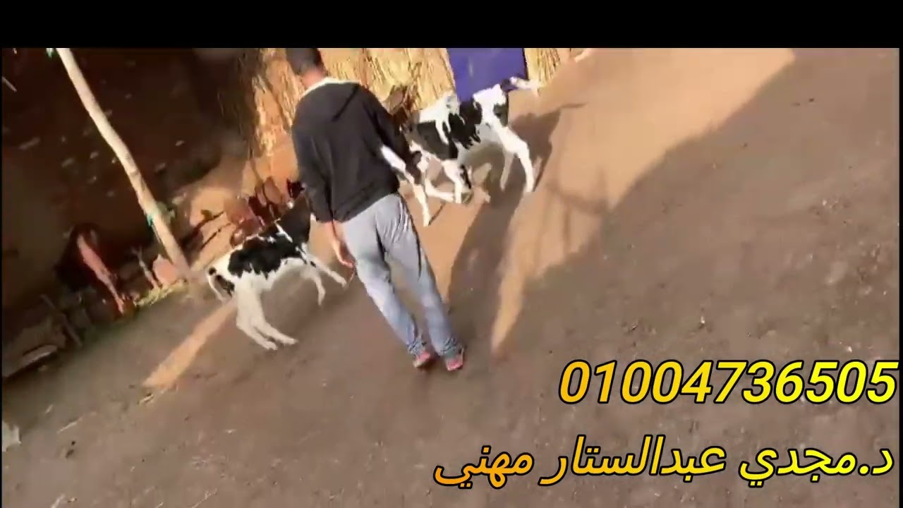 الخطوات العلمية لبرنامج استقبال العجول الرضيعة في المزرعة