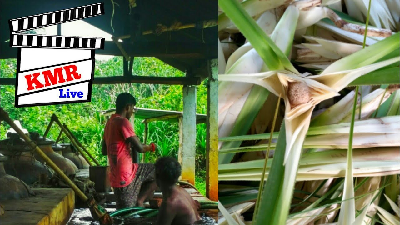 #Kewda #Pandanus #Kewra Flowers Process Industries || Odisha