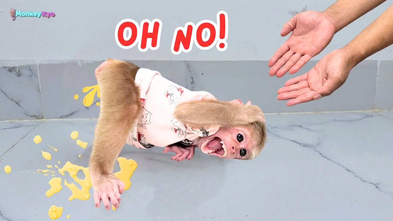 Kyo peed her pants and hid it, hilarious moments you can't miss!