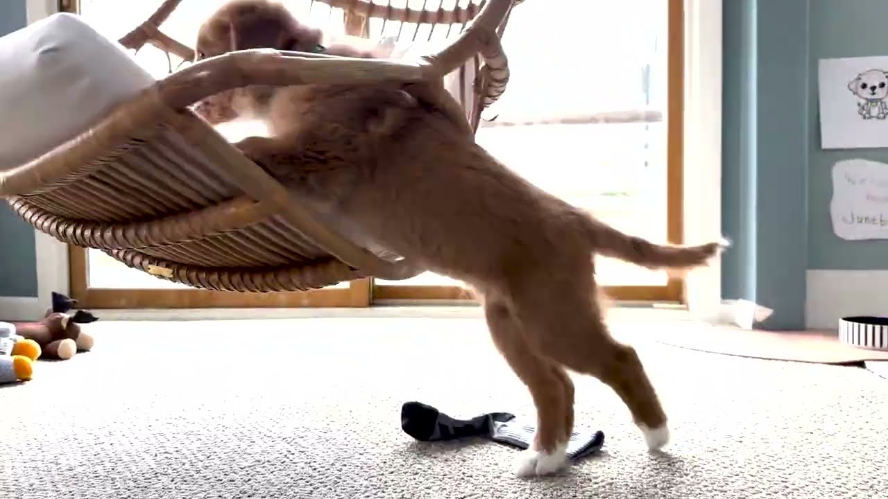 Junebug Crashes While Swinging