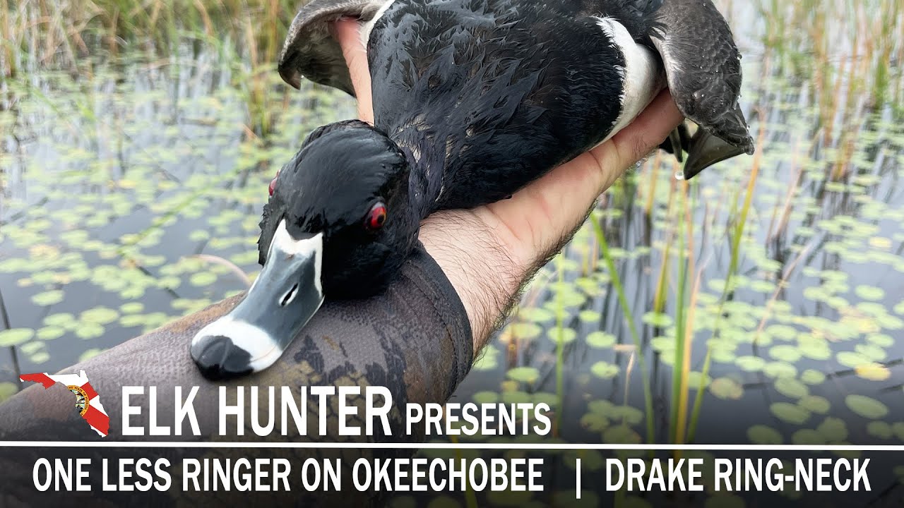 Duck Hunting Deep in the Cattails of Lake Okeechobee