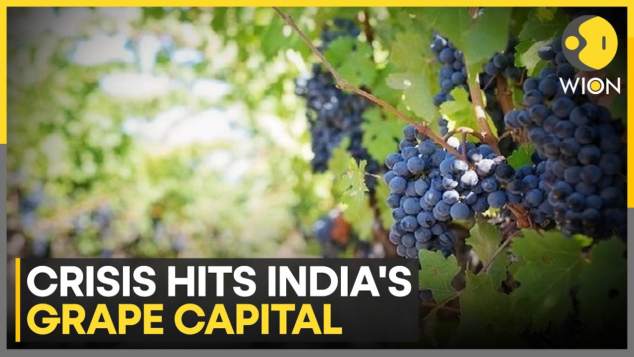 India’s Grape Capital Faces Severe Crisis as Unseasonal Rains Slash Yields by 50% | WION