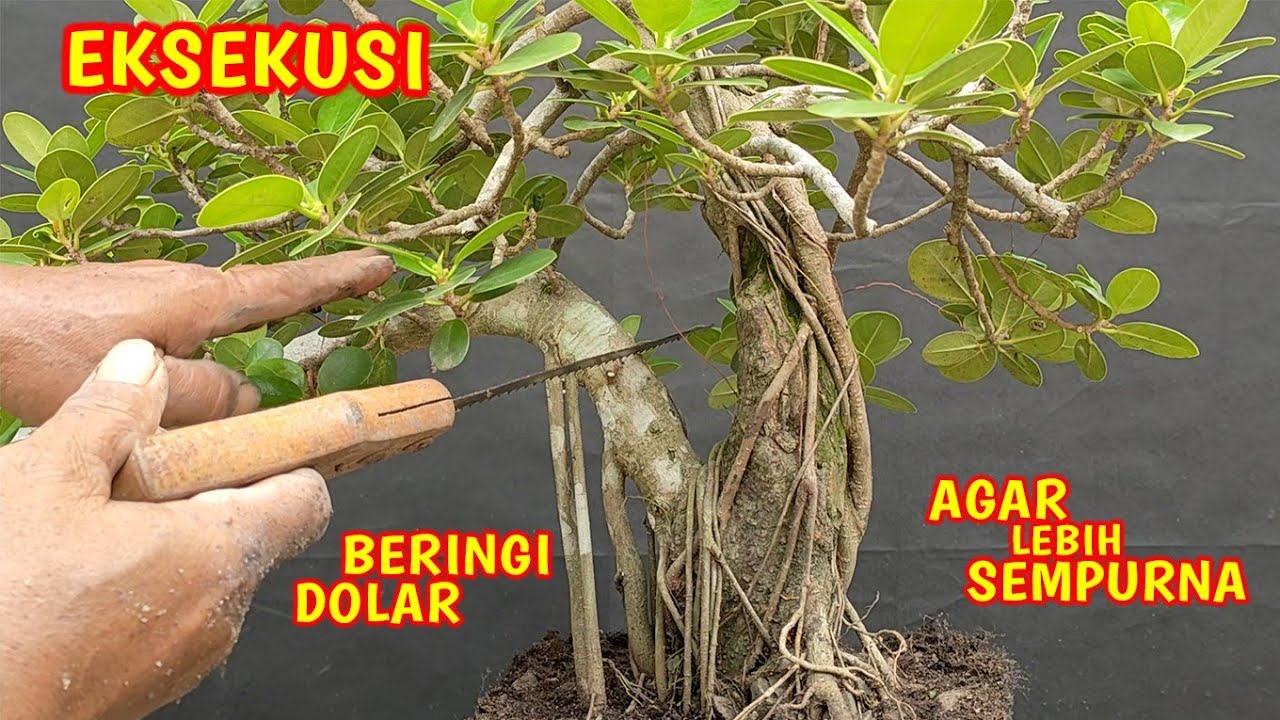 Eksekusi Koleksi Beringin Dolar Agar Lebih Sempurna